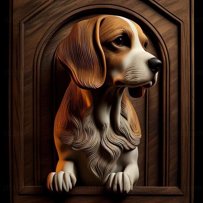 Beagle dog